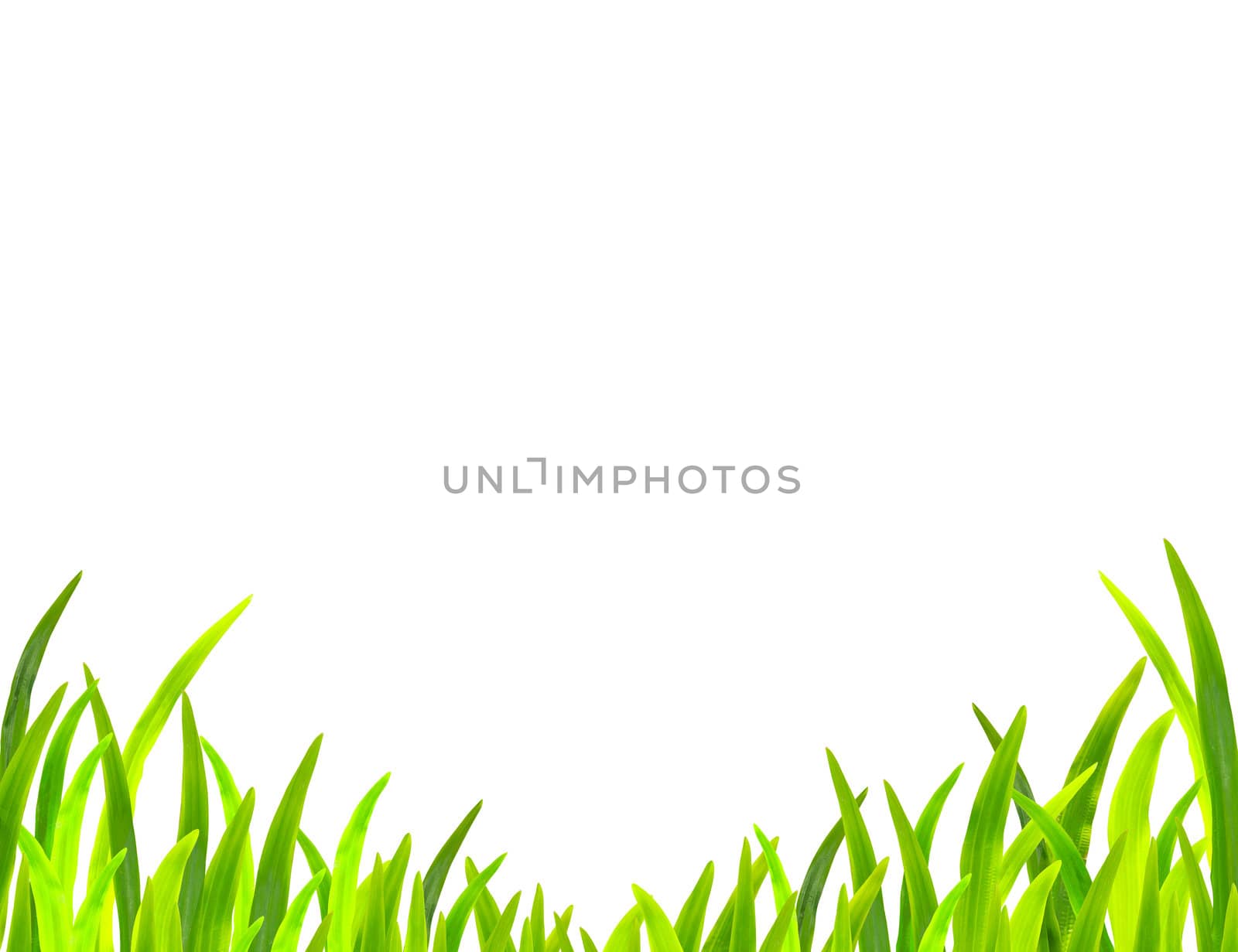 spring green grass on white background  by bajita111122