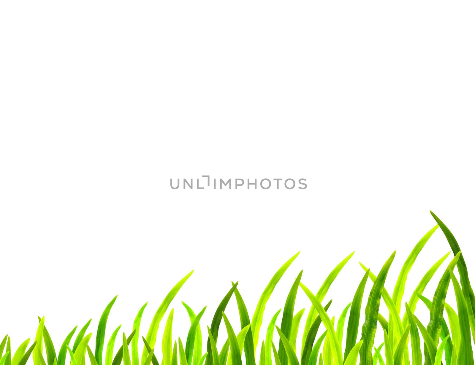 spring green grass on white background
