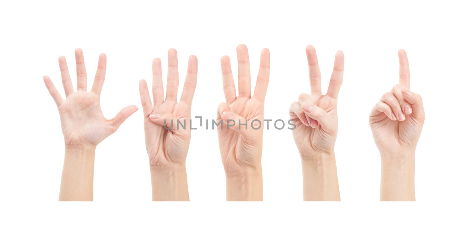 Counting woman hands (1 to 5) isolated on white background