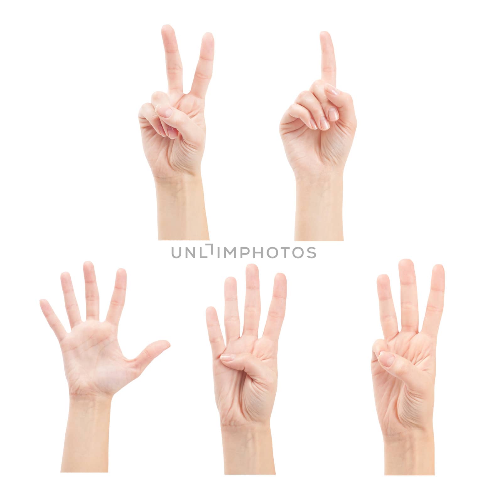 Counting woman hands (1 to 5) isolated on white background