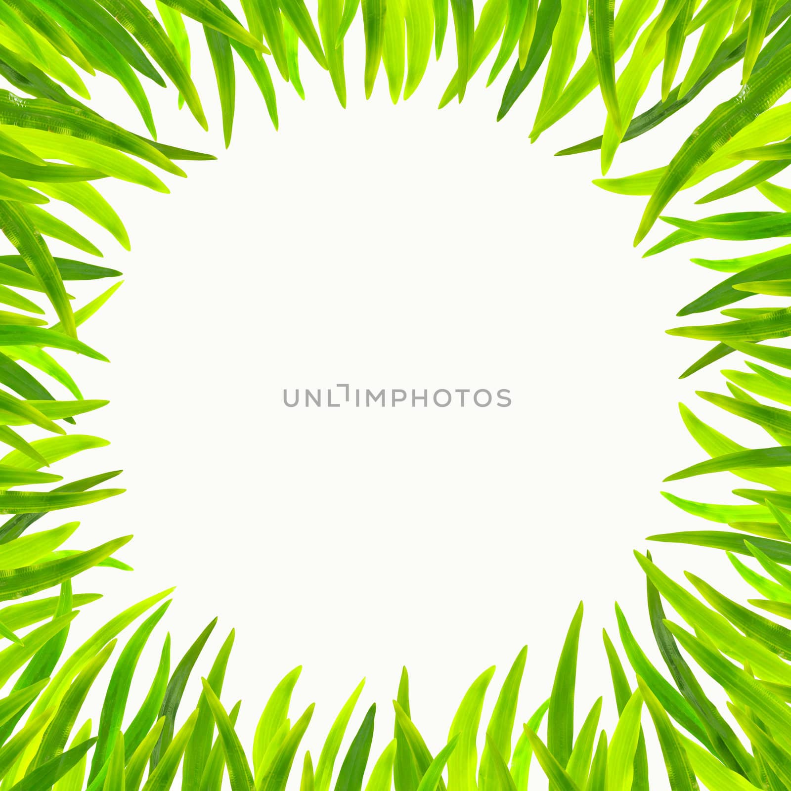 Grass frame in white background