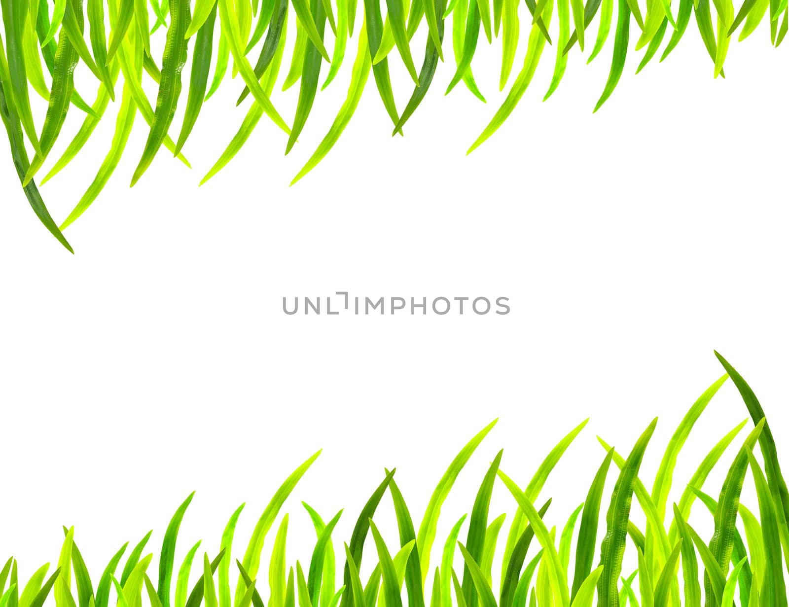 Grass frame in white background by bajita111122