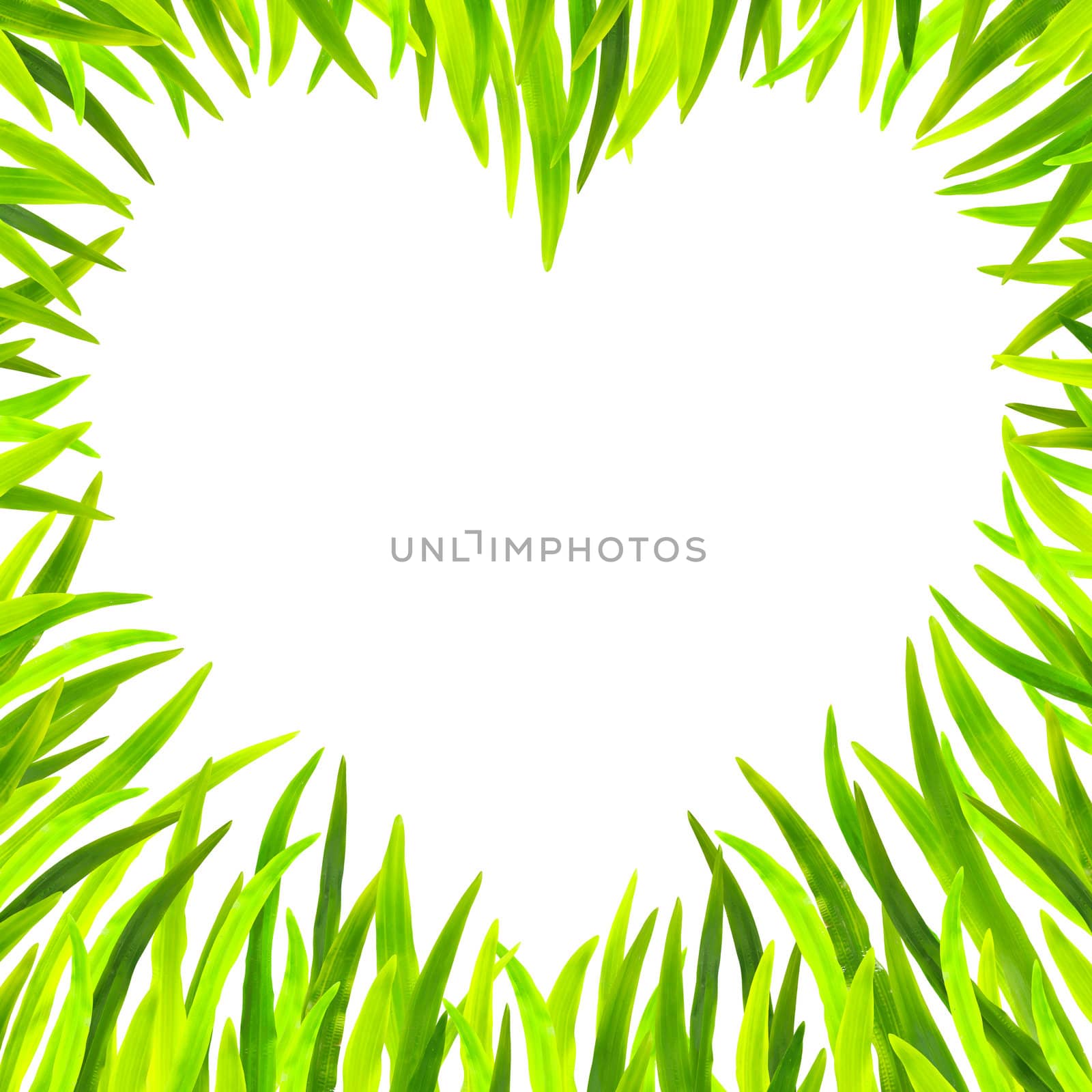 Grass heart-shaped frame in white background .