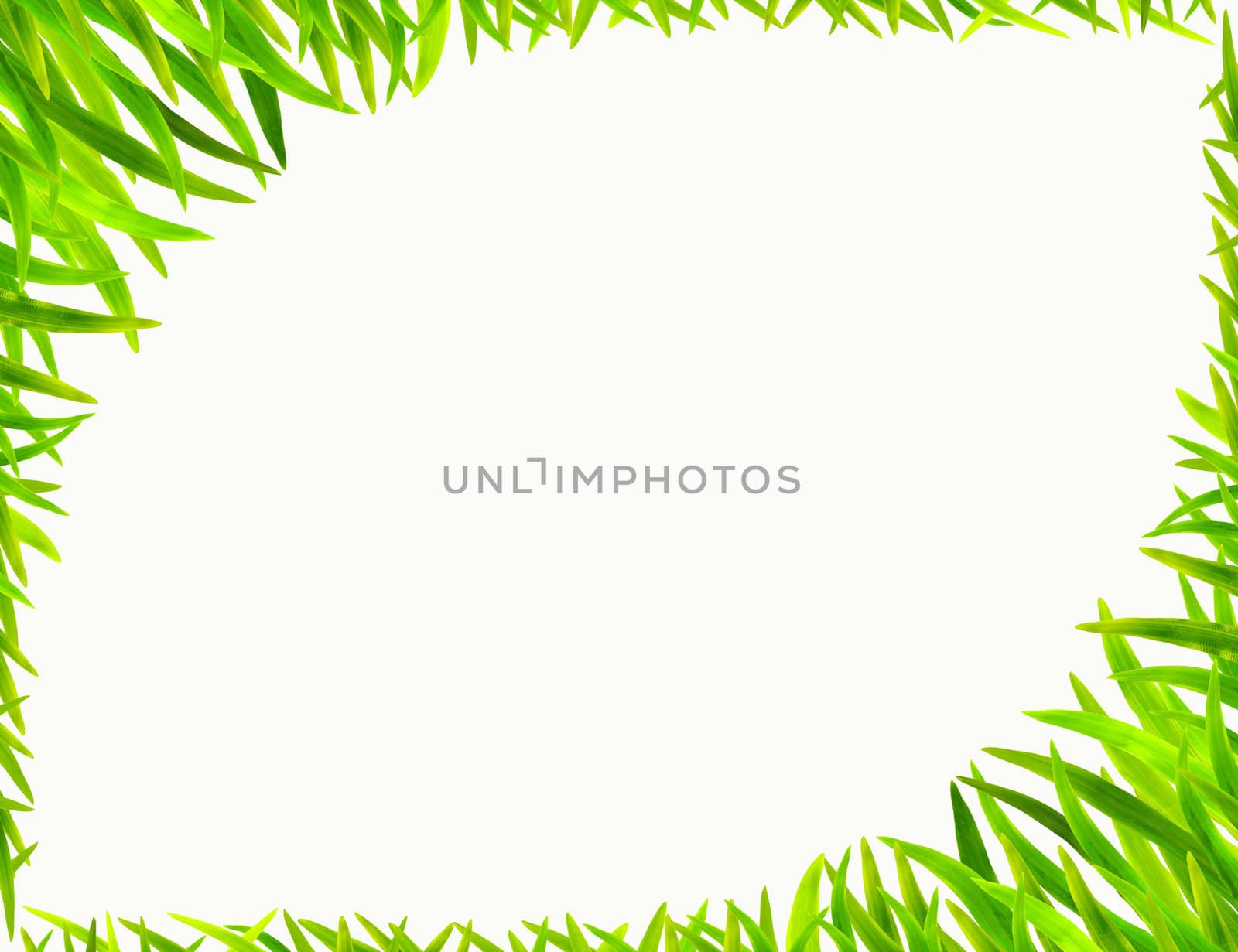 Grass frame in white background by bajita111122