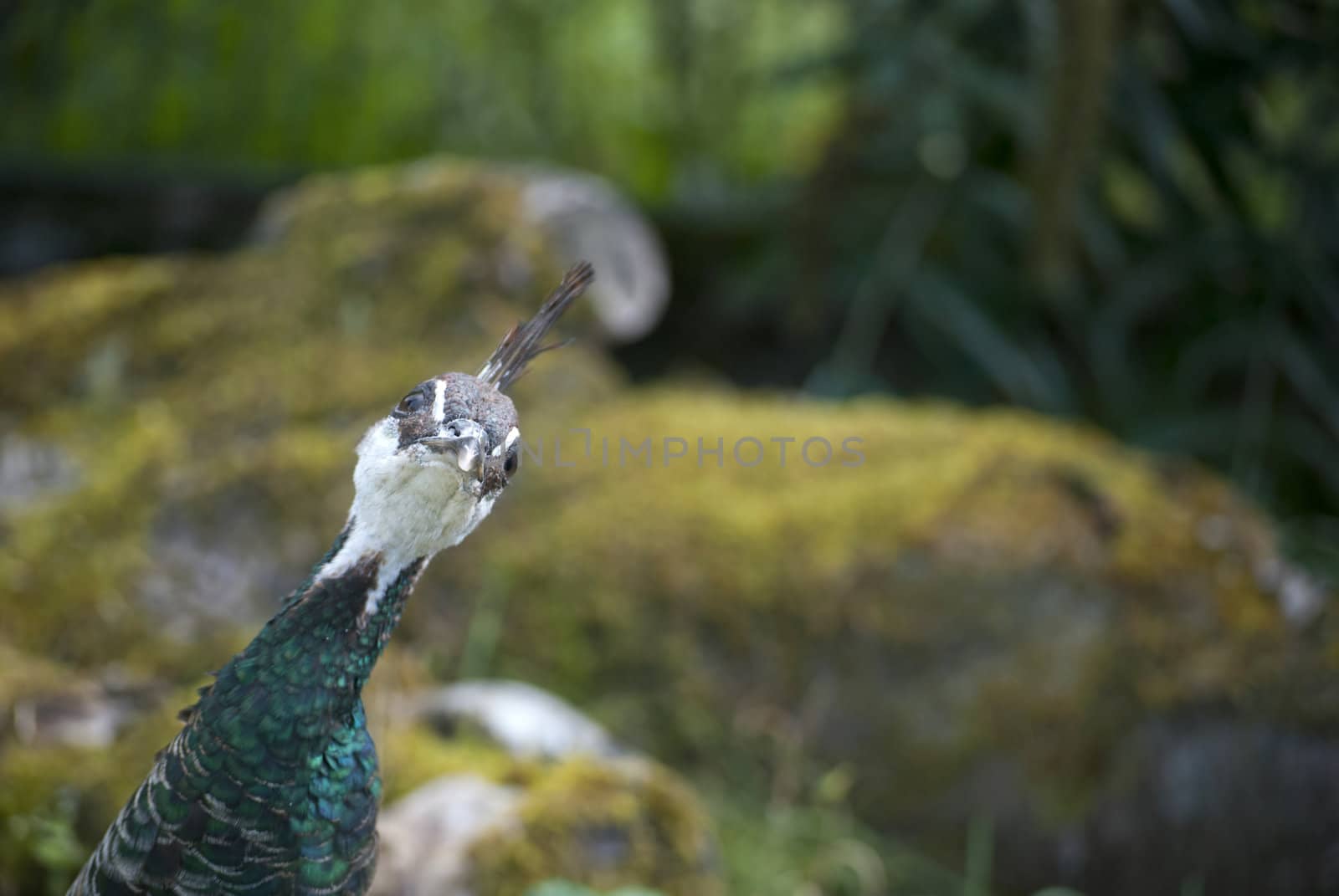 Funny peacock bird on green garden background