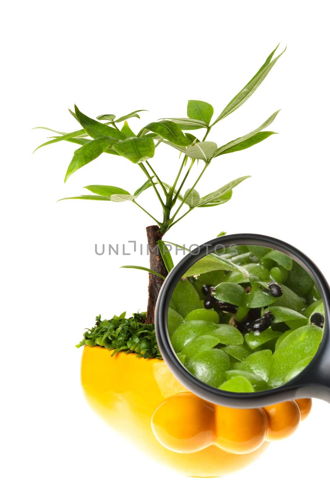 Pot plant with magnifier isolated on white