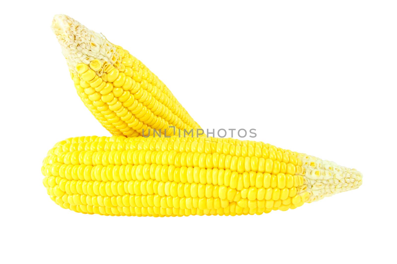 corn on white background by bajita111122