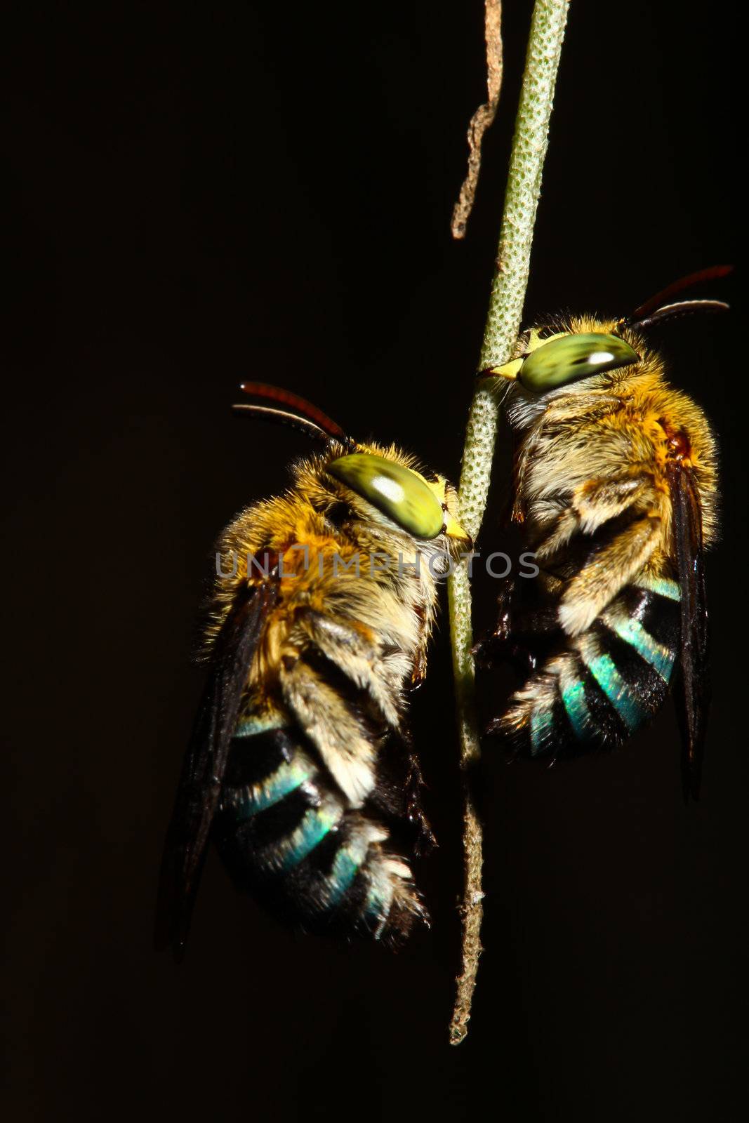 Bees on a branch. by bajita111122
