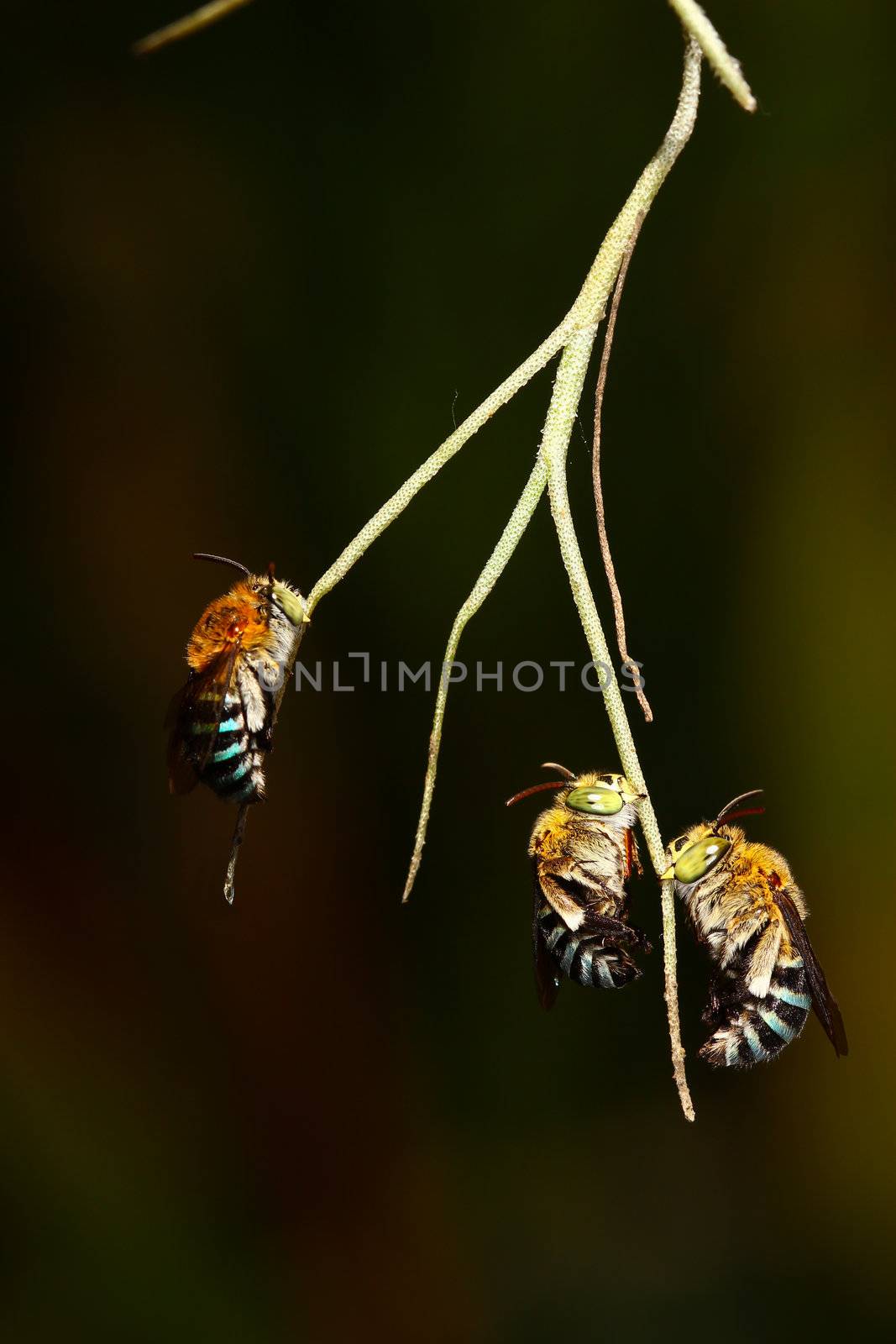 Bees on a branch. by bajita111122