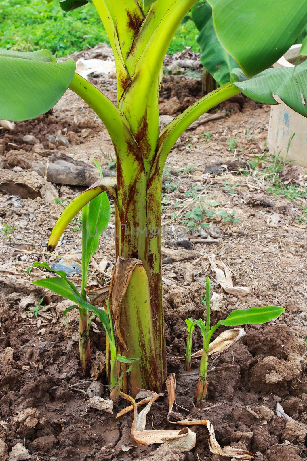 root of banana tree