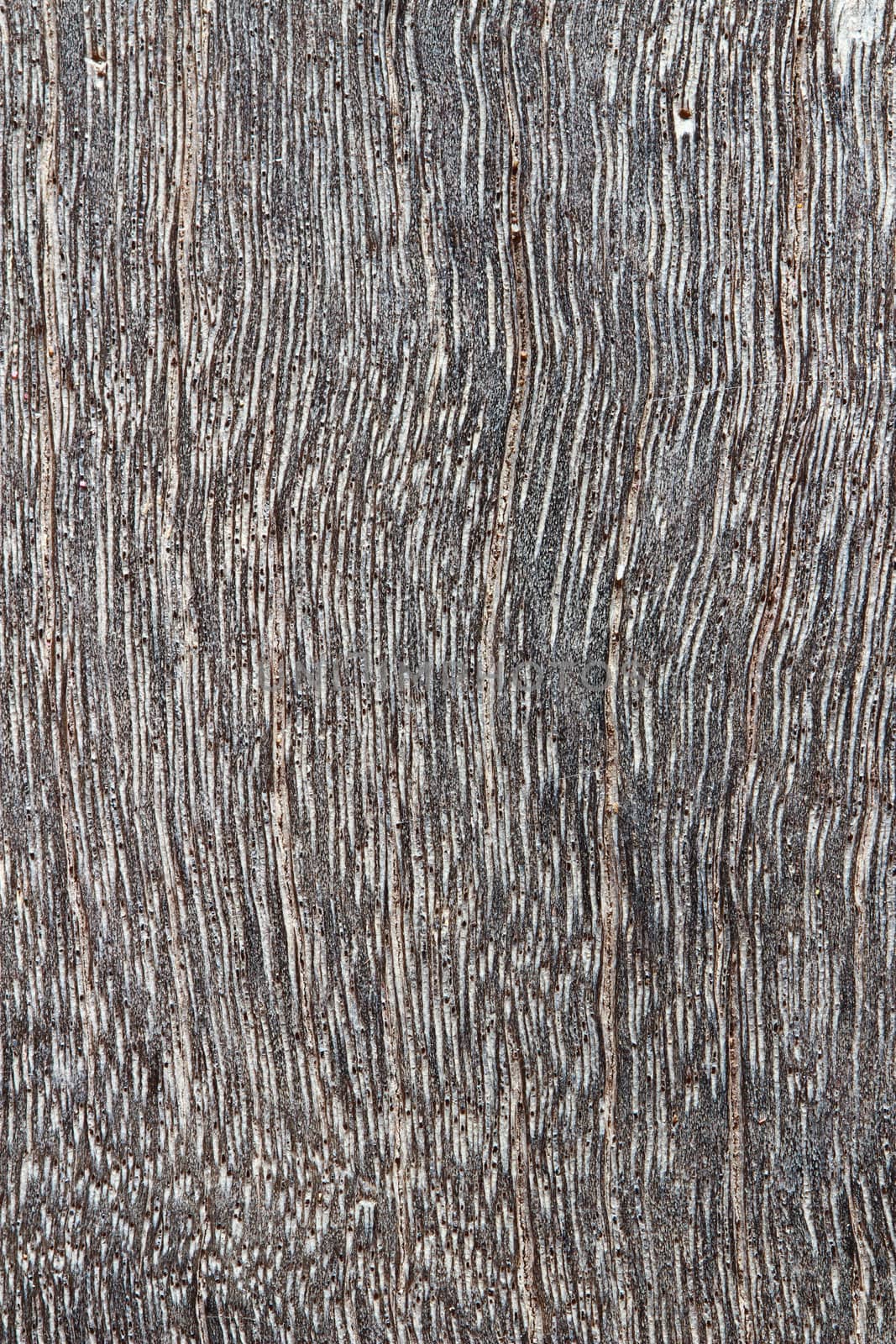 abstract wood texture with focus on the wood's grain. by bajita111122