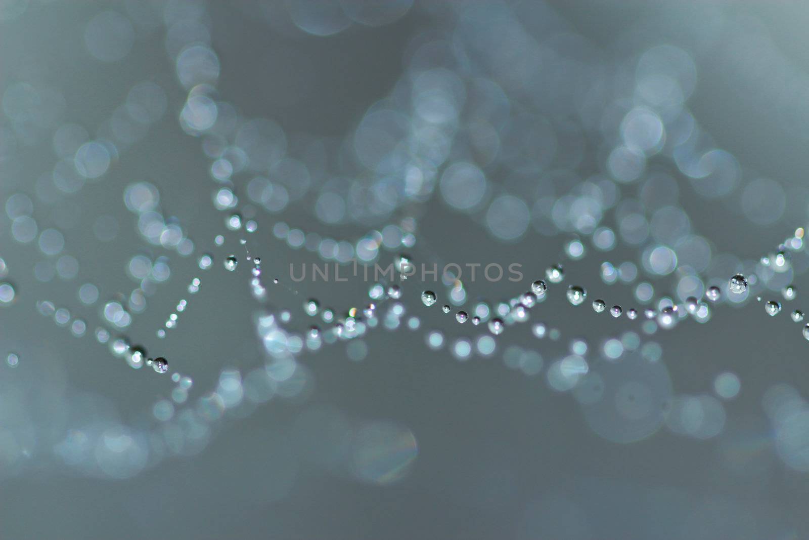 Spider Web Covered with Sparkling Dew Drops