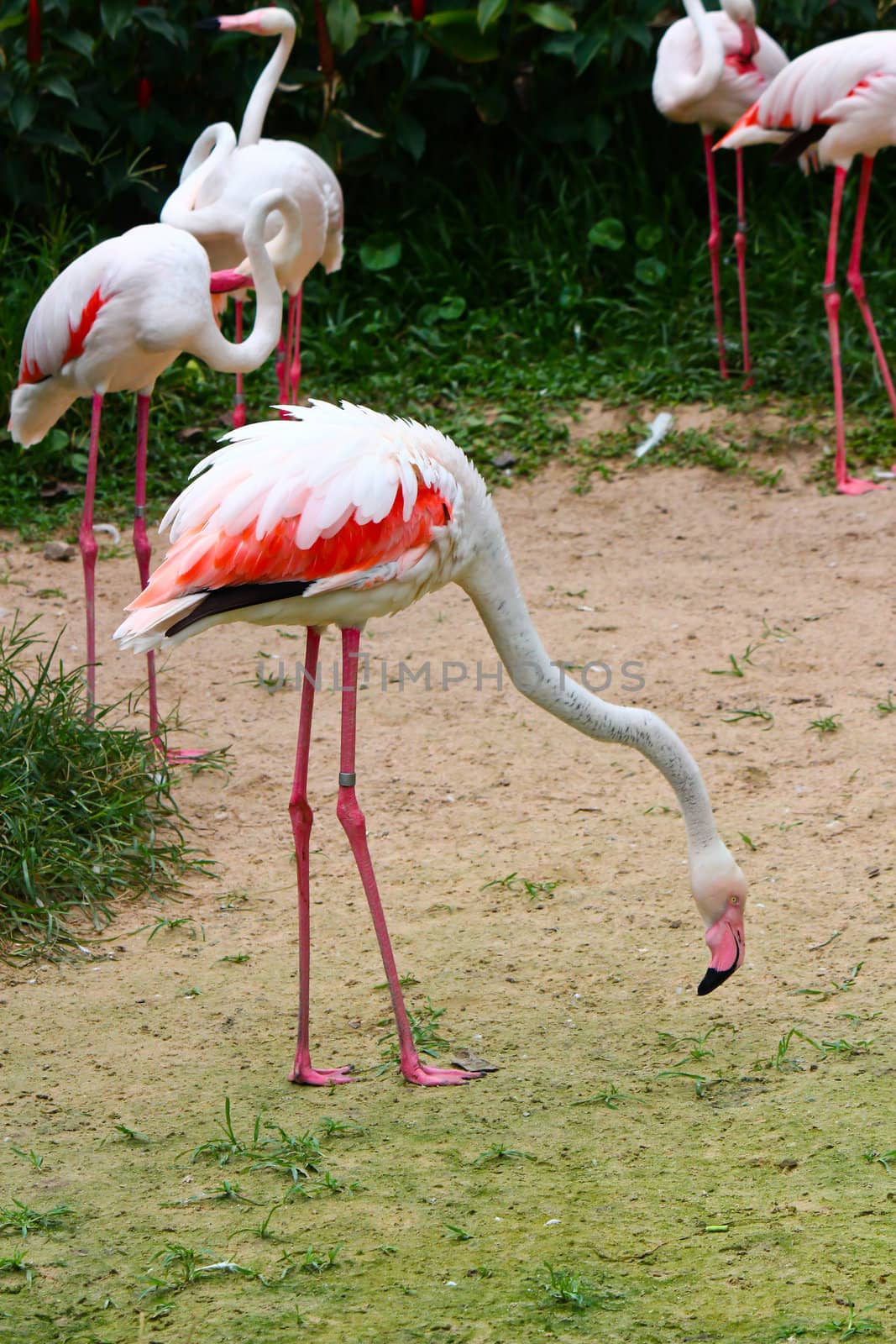pink flamingos (Phoenicopterus ruber ruber) by bajita111122