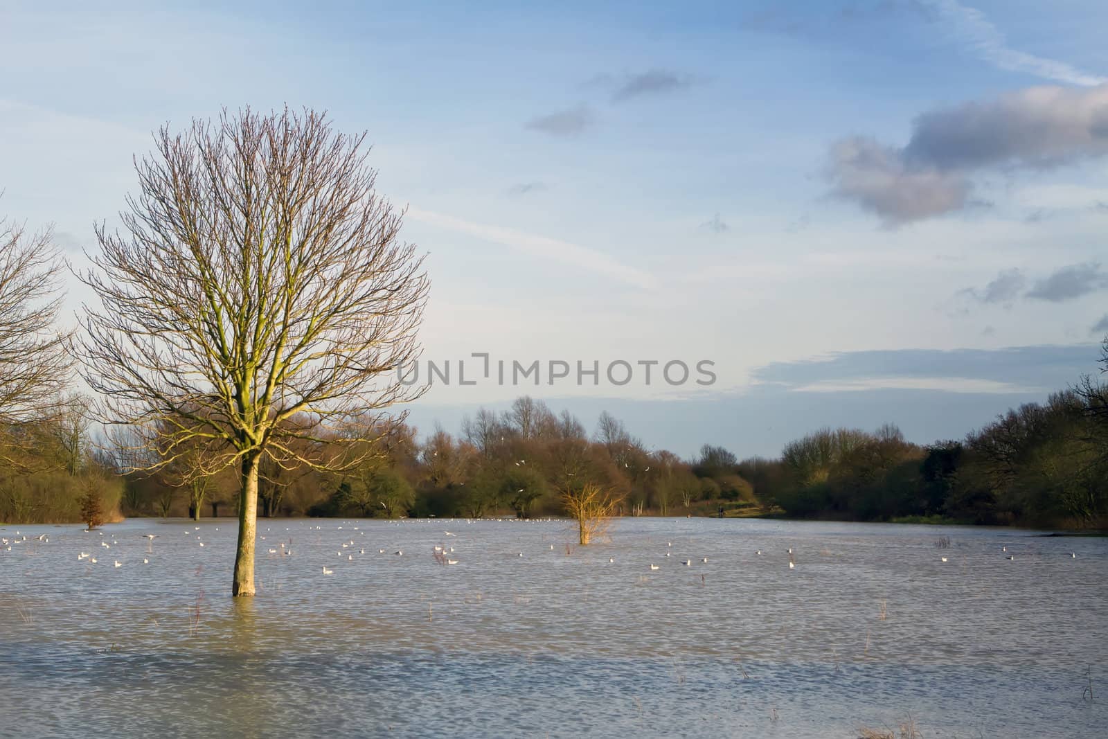 flooded field in rural essex