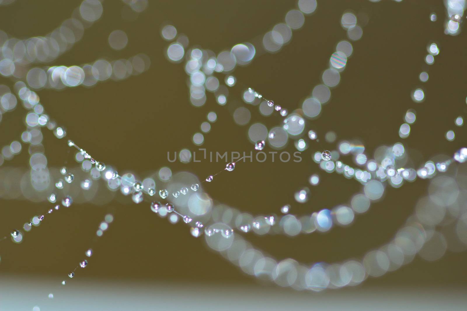 Spider Web Covered with Sparkling Dew Drops