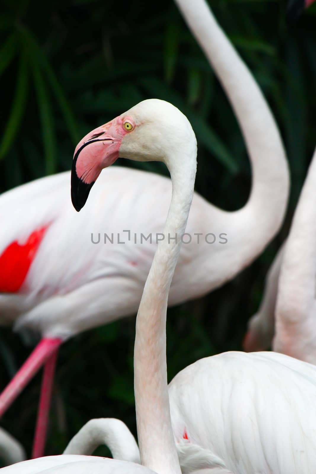 pink flamingos (Phoenicopterus ruber ruber) by bajita111122