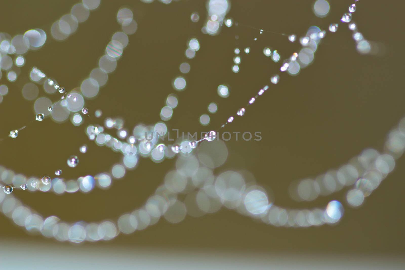 Spider Web Covered with Sparkling Dew Drops