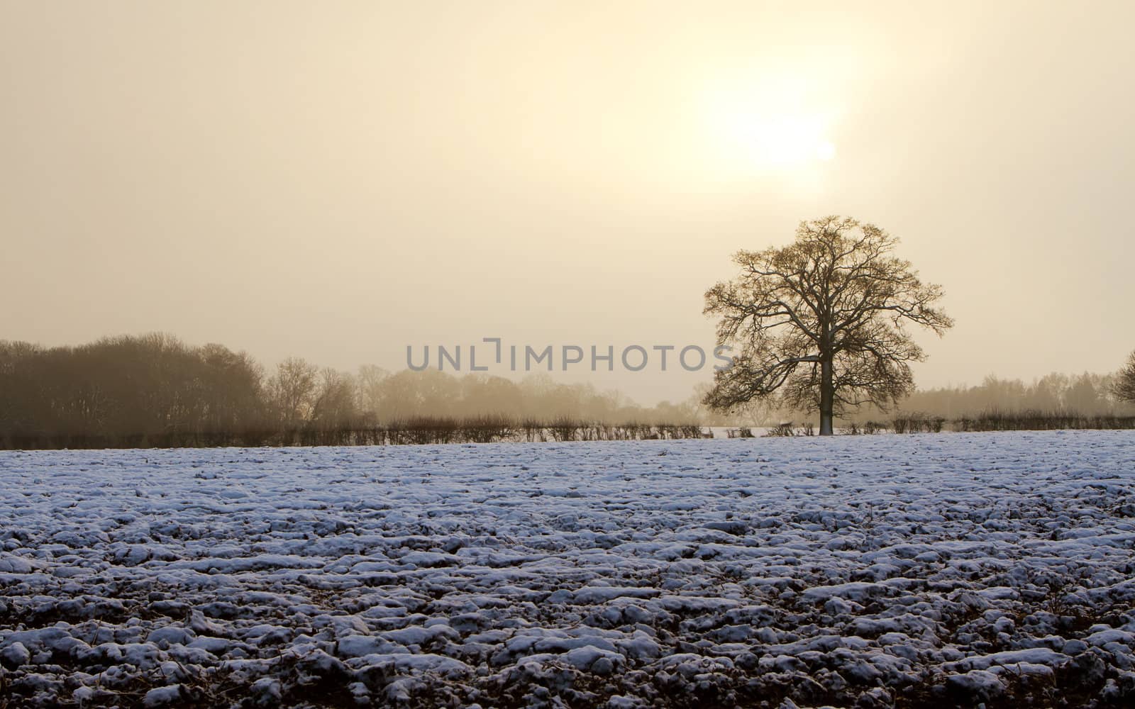 tree in a field on a snowy day