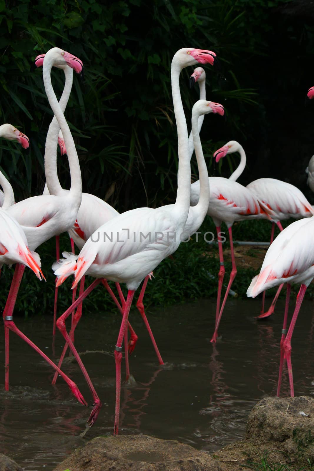 Greater Flamingo(Phoenicopterus roseus) by bajita111122