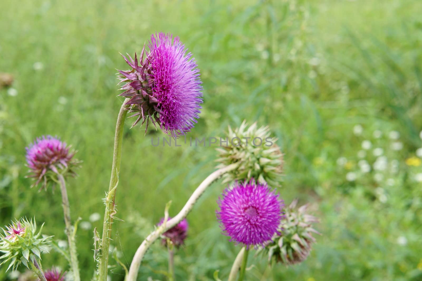 Pink thistle flowers in the grass in a sunny day.