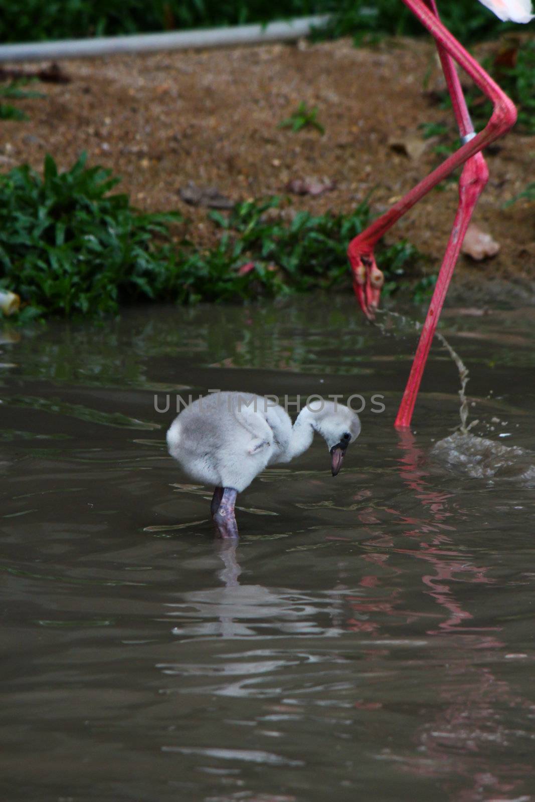 baby pink flamingos (Phoenicopterus ruber ruber) by bajita111122