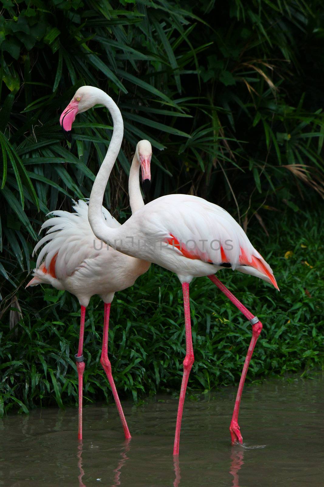 Greater Flamingo(Phoenicopterus roseus)







Greater Flamingo(Phoenicopterus roseus)