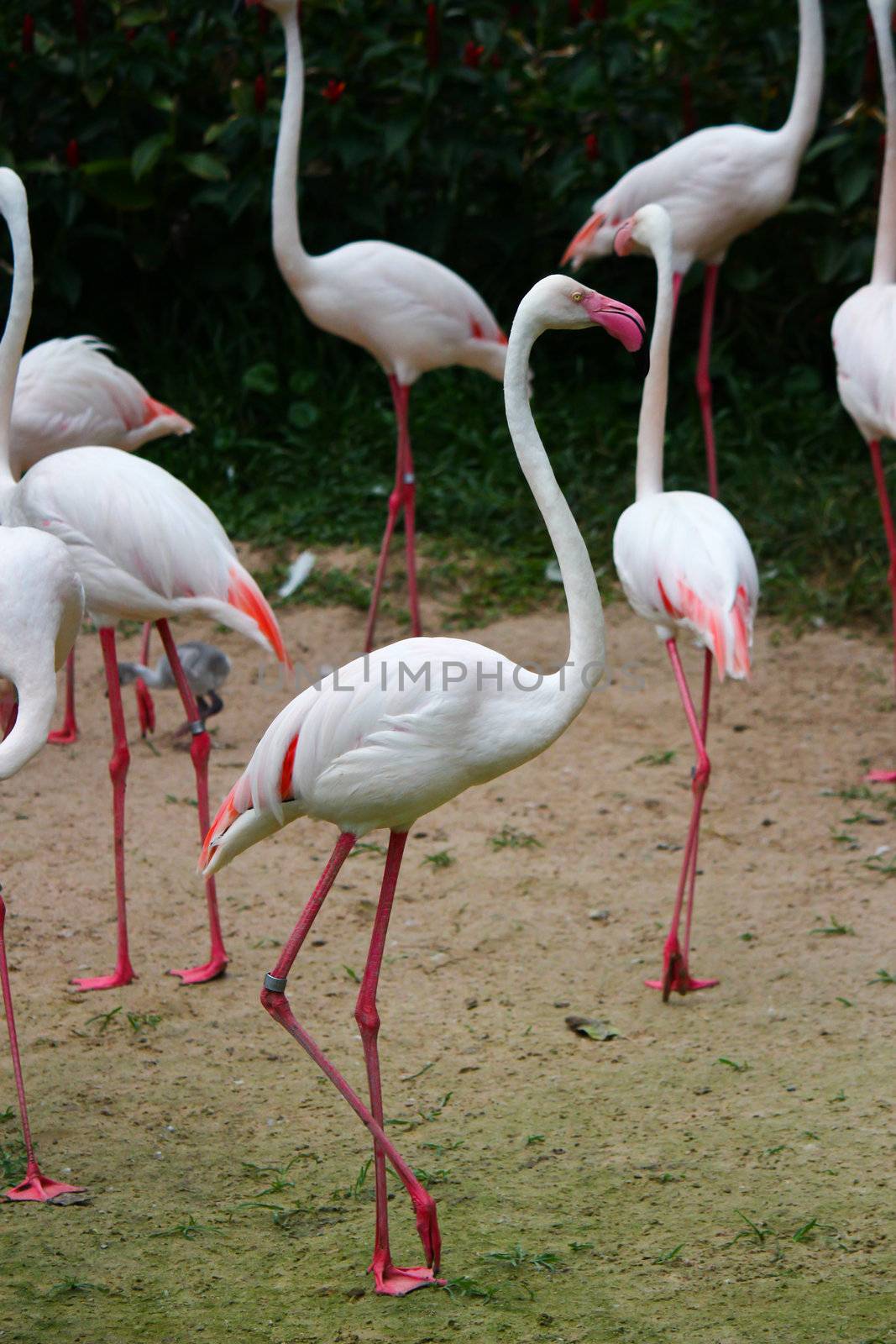 Greater Flamingo(Phoenicopterus roseus)