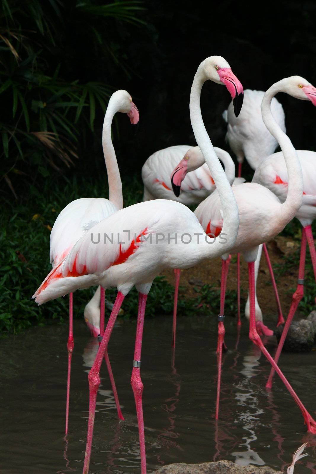 Greater Flamingo(Phoenicopterus roseus) by bajita111122