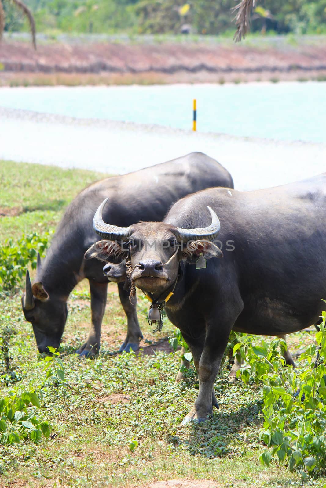 Thai buffalo by bajita111122