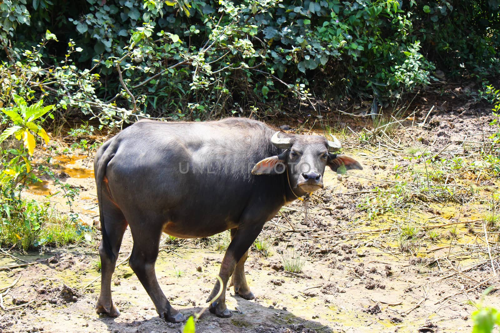 Thai buffalo by bajita111122