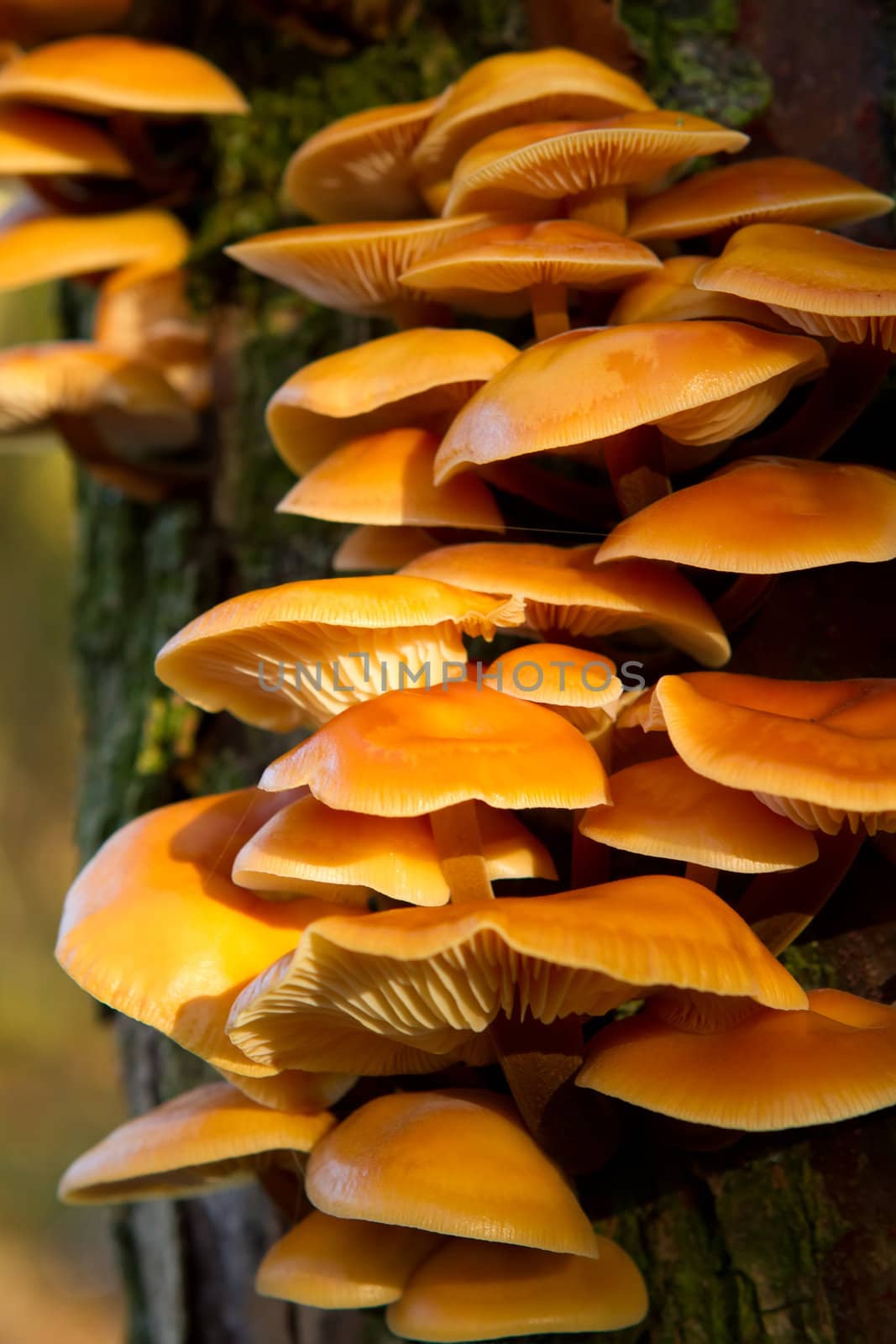 Orange funghi growing on the side of a tree by smikeymikey1
