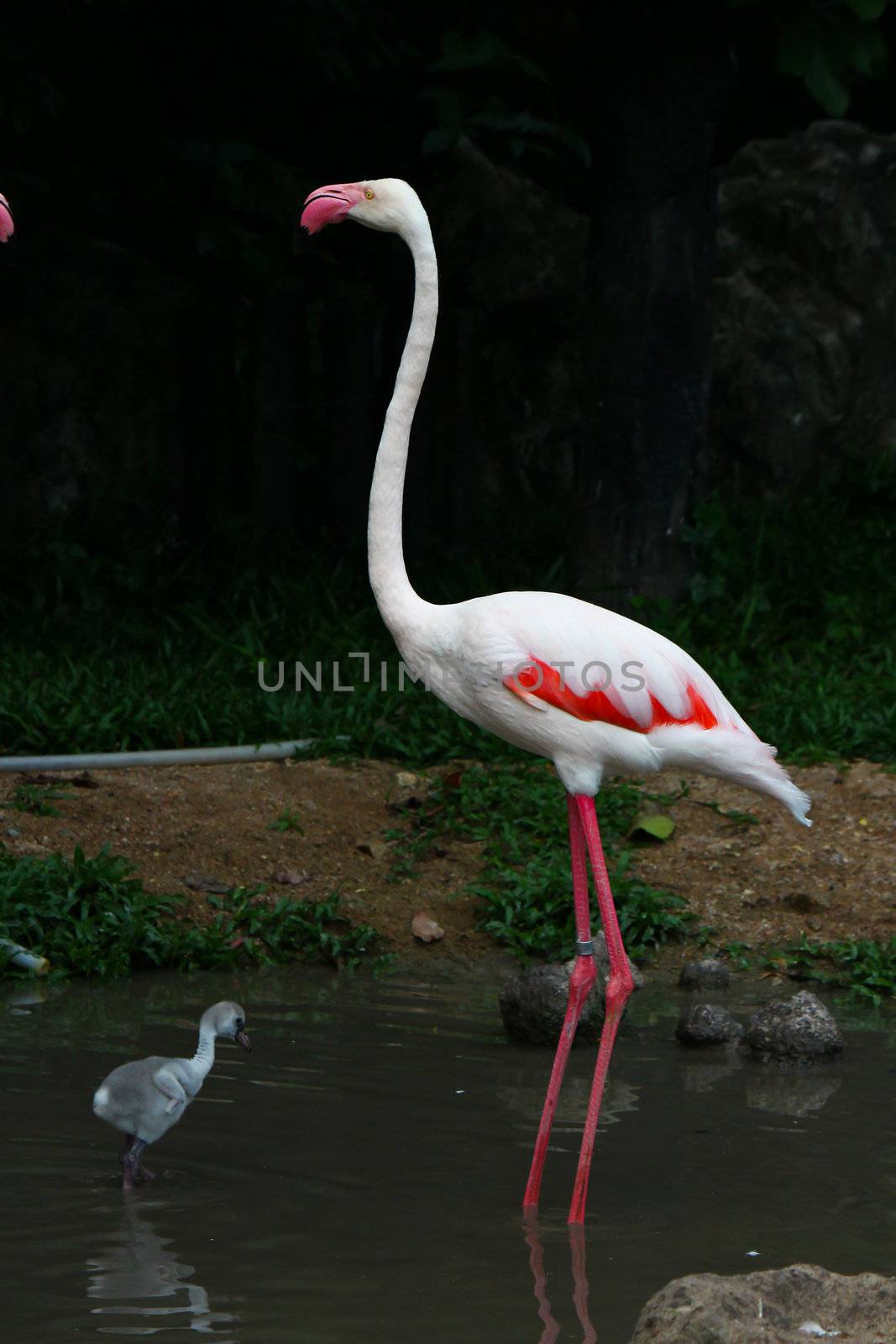 Greater Flamingo(Phoenicopterus roseus) by bajita111122