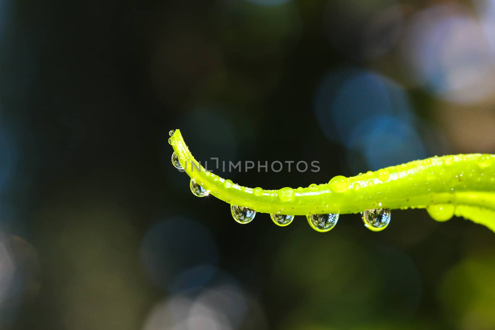 Water drops with fern leaf. by bajita111122