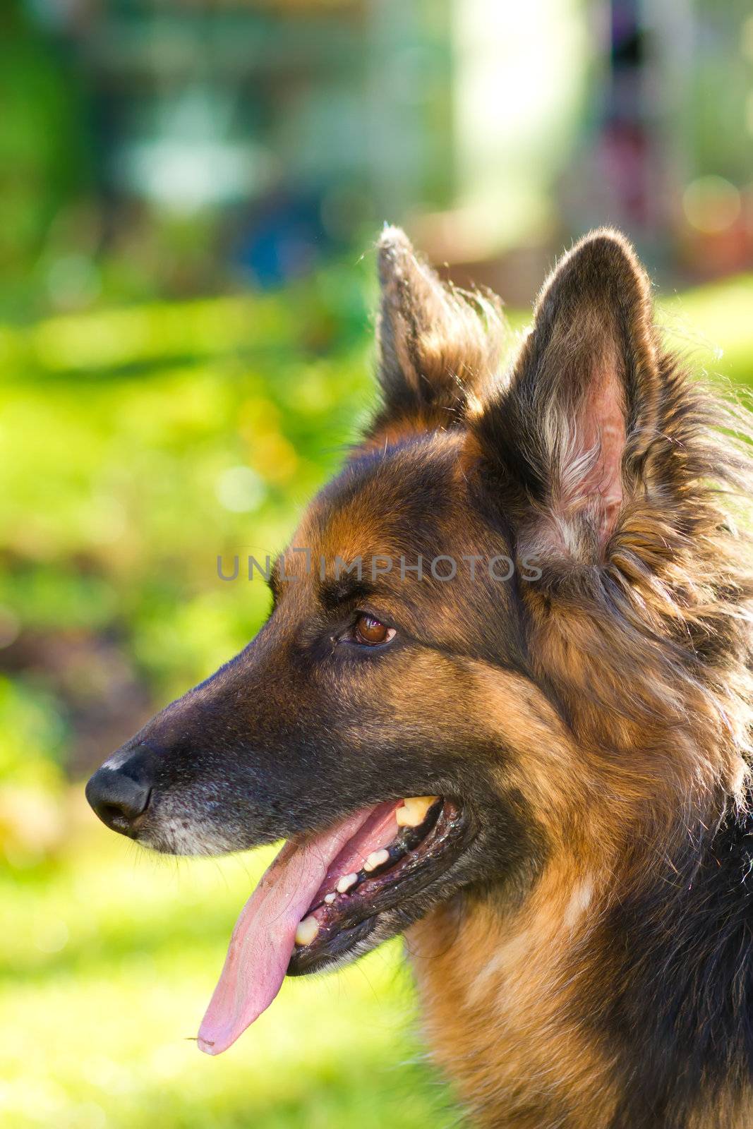 german Shepherd dog in the garden