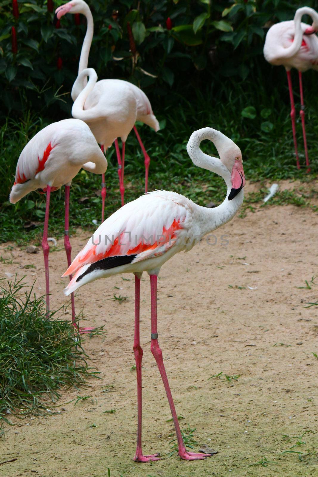 Greater Flamingo(Phoenicopterus roseus)