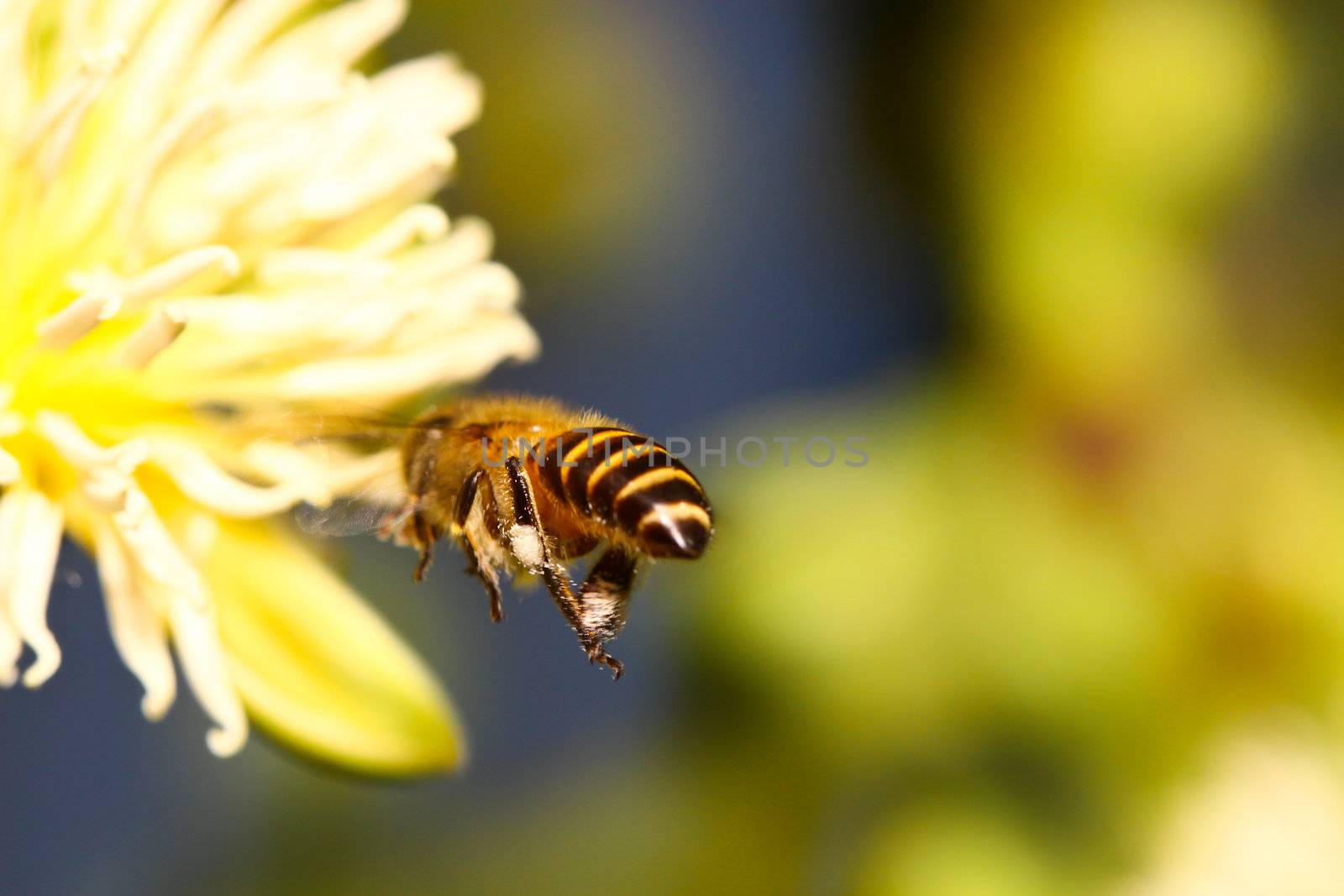 honey bee collects flower nectar by bajita111122