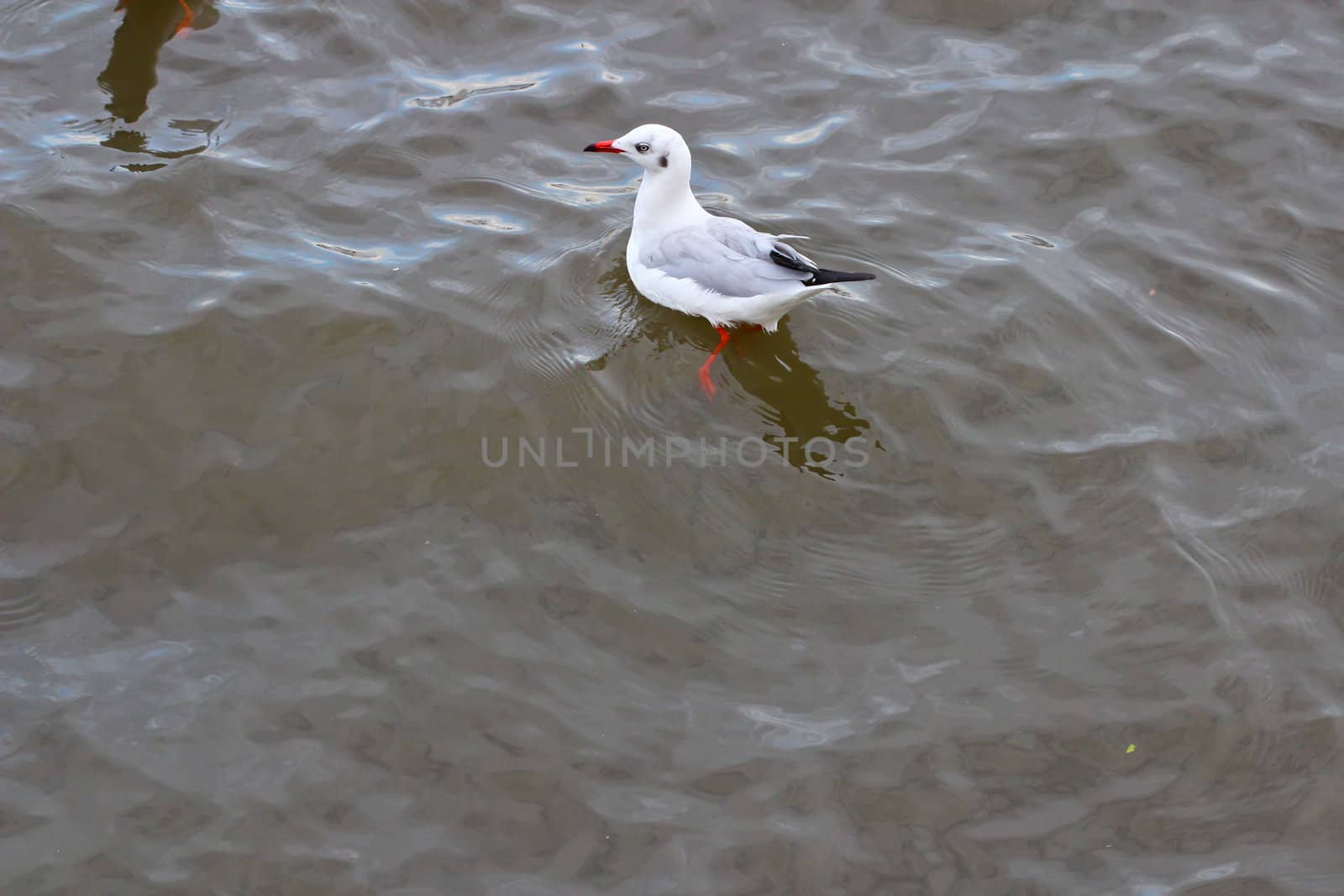 Seagull by bajita111122