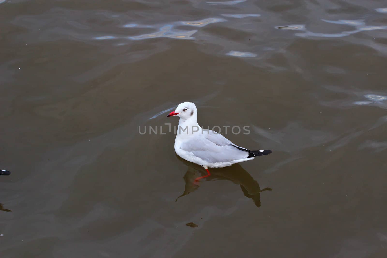 Seagull by bajita111122