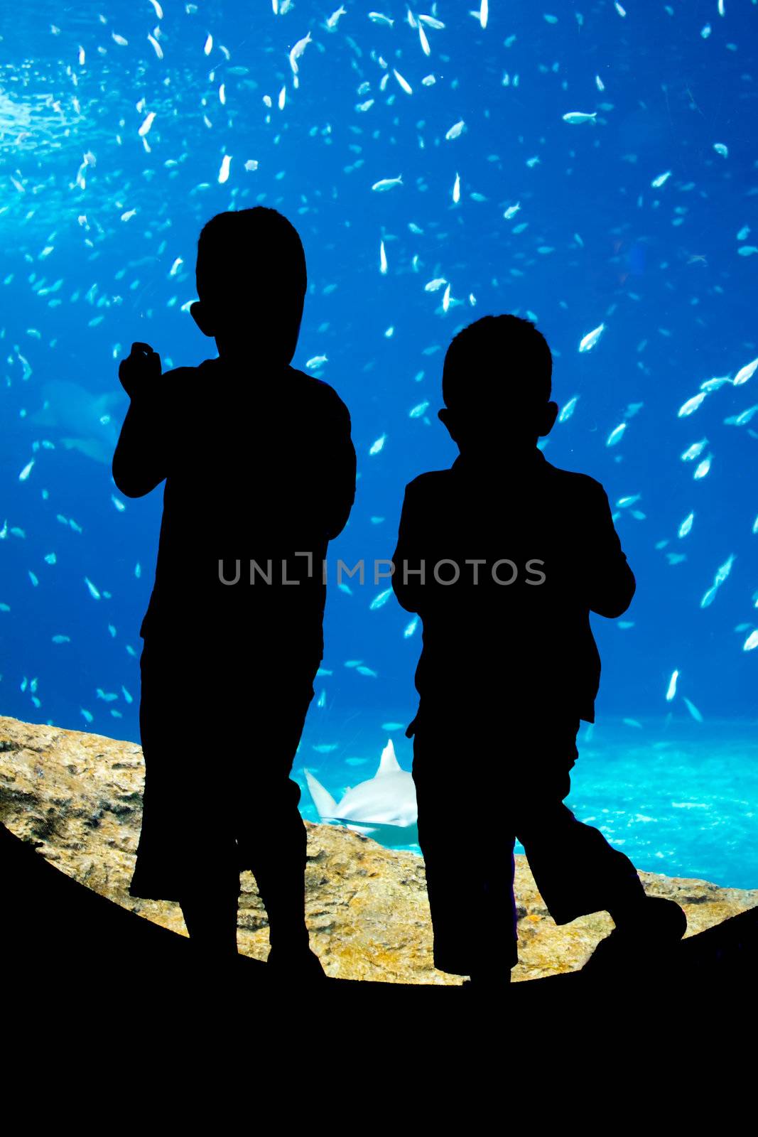 children looking through an underwater viewing window