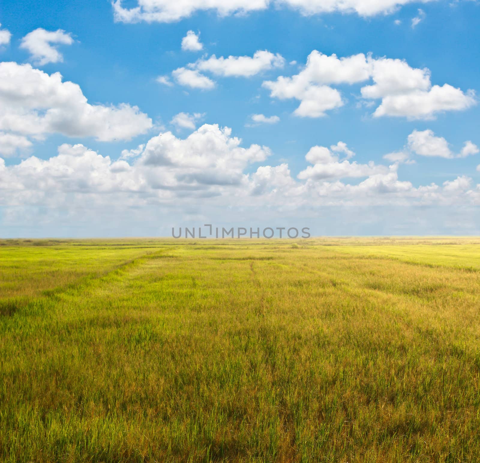 addy field with beautiful blue sky
