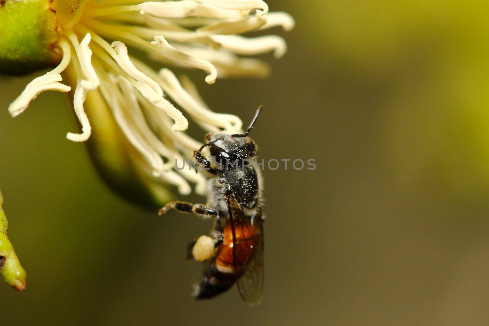 honey bee collects flower nectar