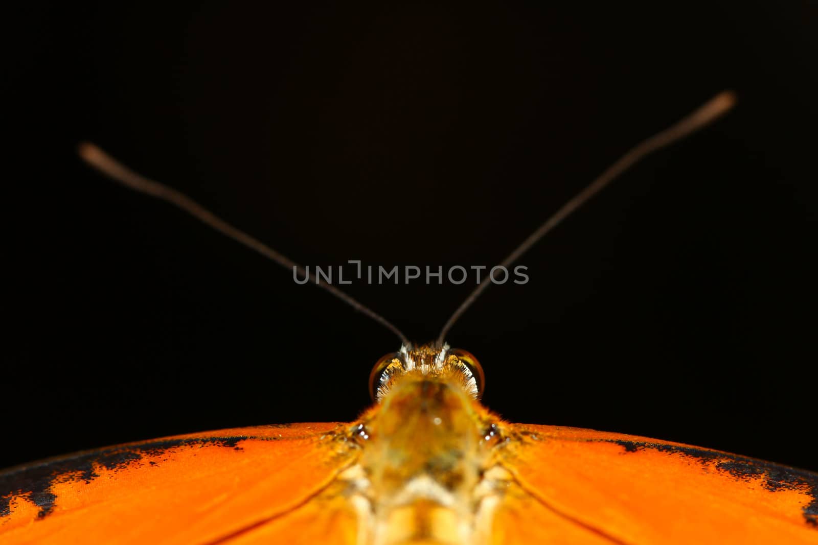 close up butterfly by bajita111122