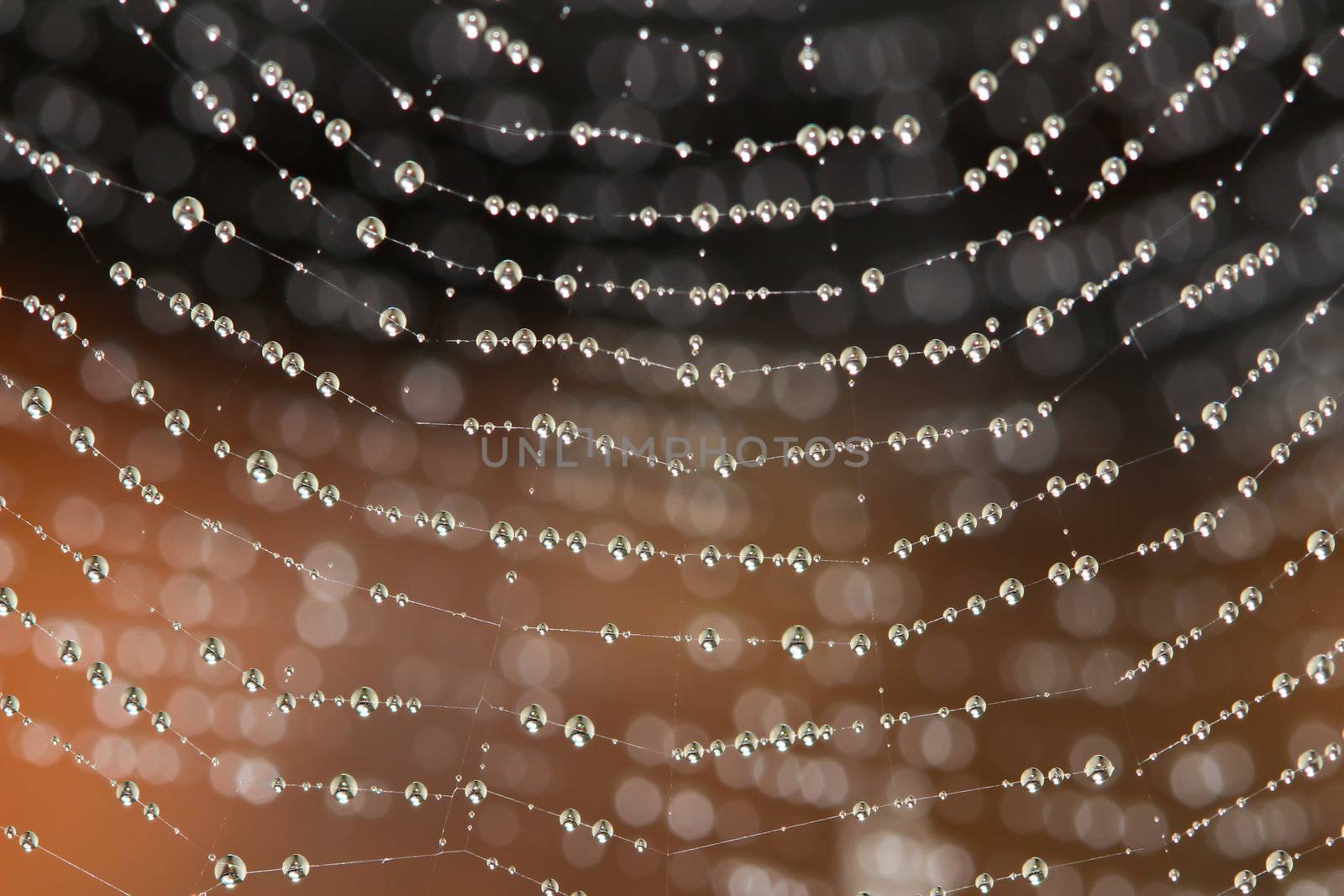 Spider Web Covered with Sparkling Dew Drops by bajita111122