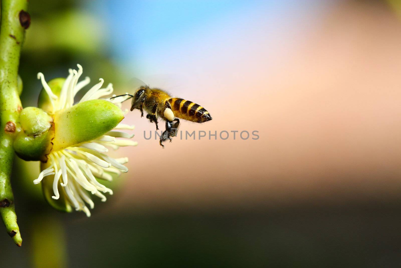 honey bee collects flower nectar by bajita111122