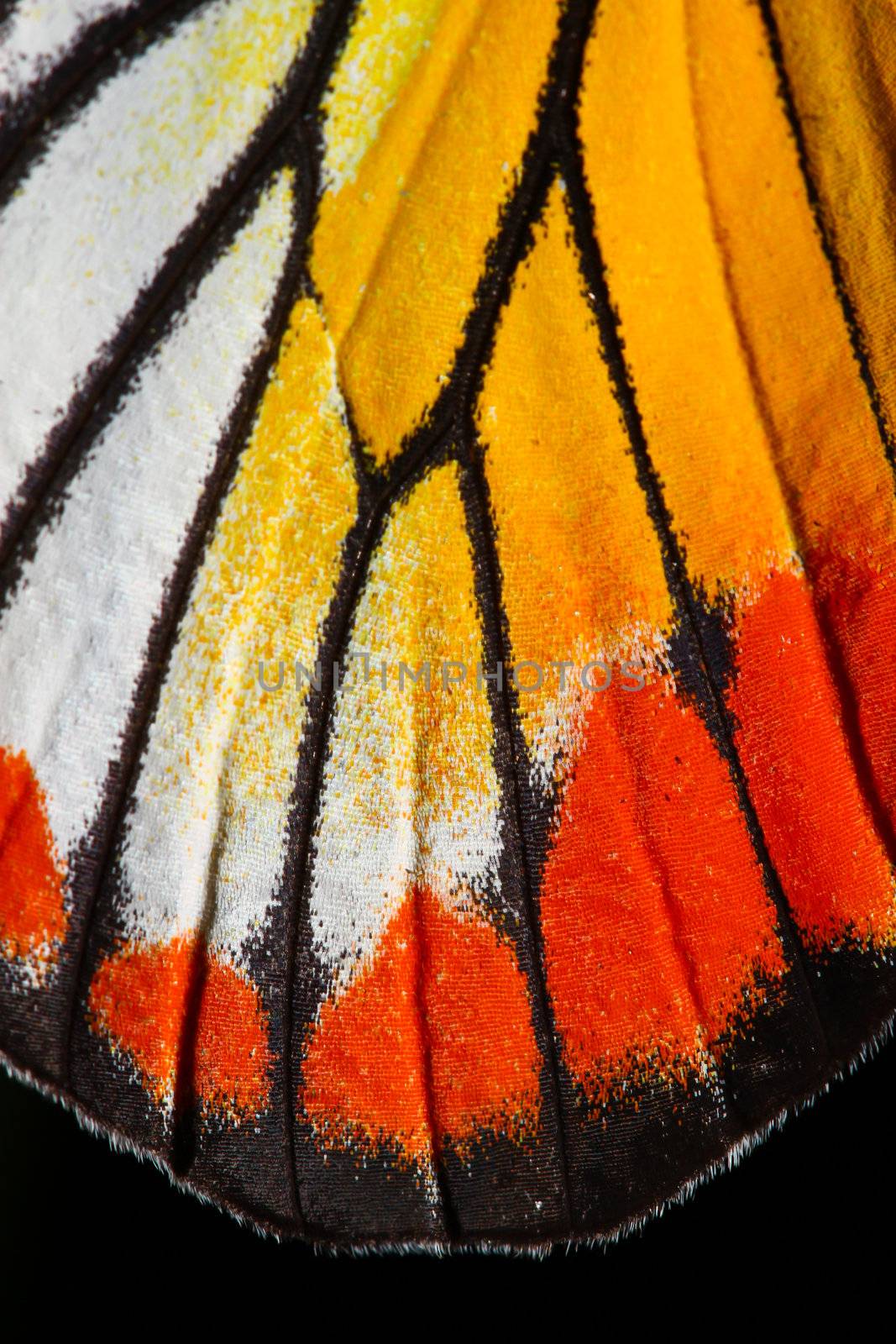 Butterfly wing texture, close up of detail of butterfly wing for by bajita111122