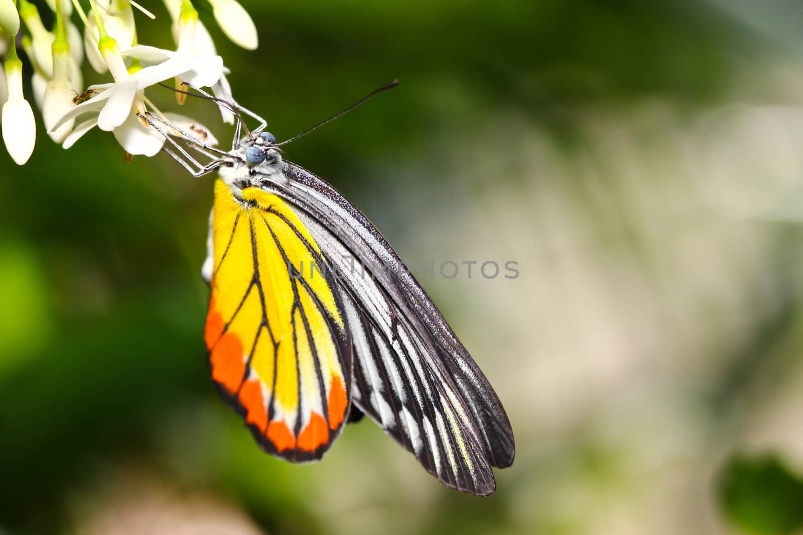 A butterfly resting on  flower by bajita111122