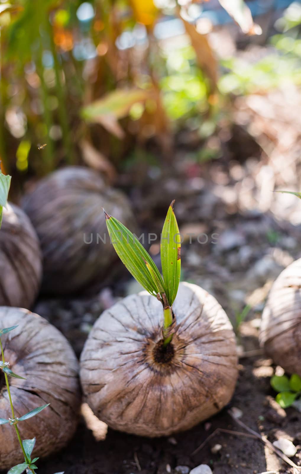 Sprout of coconut tree in garden