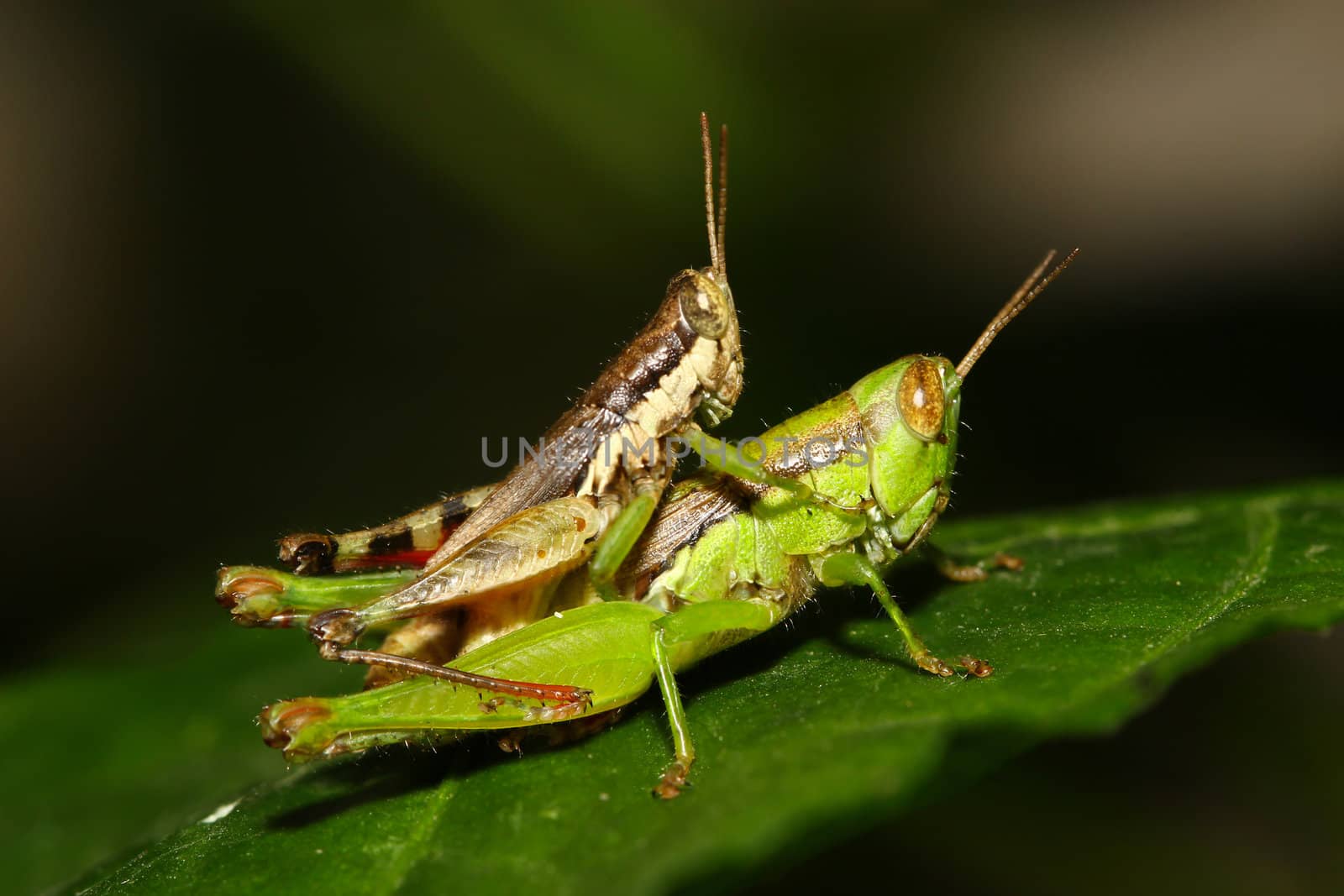 Grasshoppers Breed.