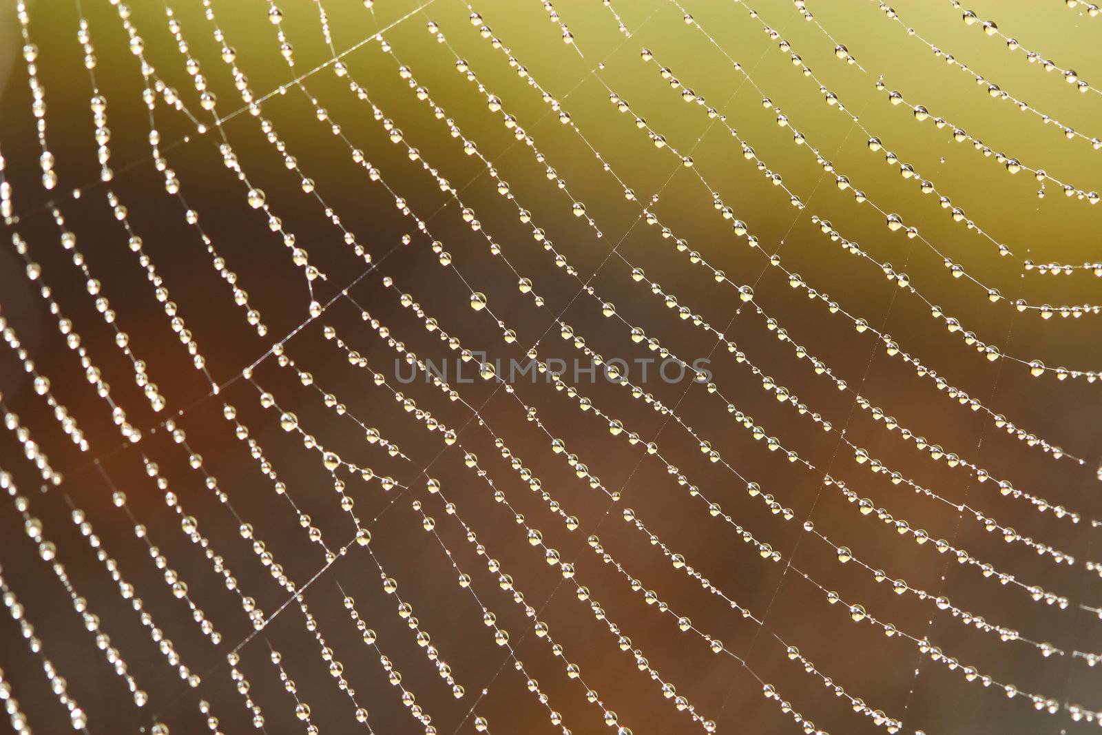 Spider Web Covered with Sparkling Dew Drops by bajita111122