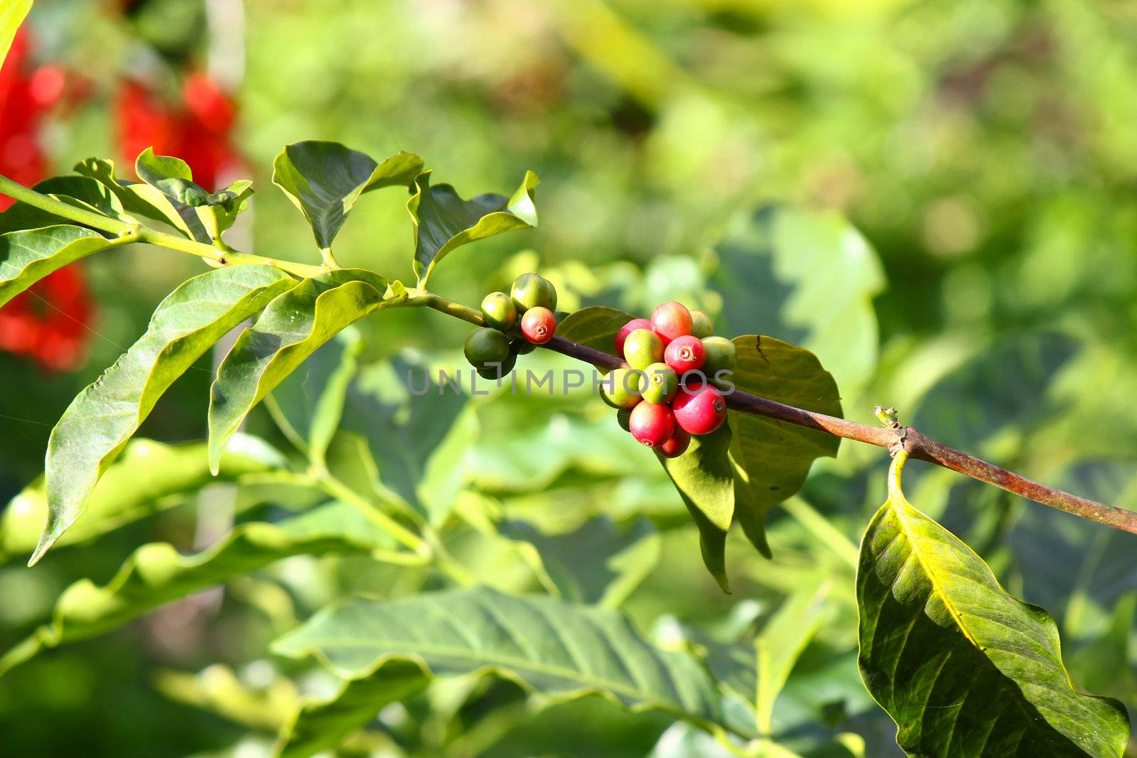 Coffee tree with ripe berries on farm by bajita111122